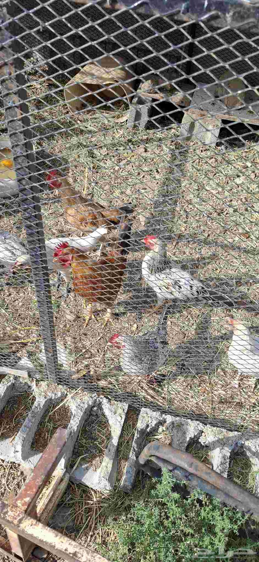 خمسة ديكه للبيع بلدي64538739708290110