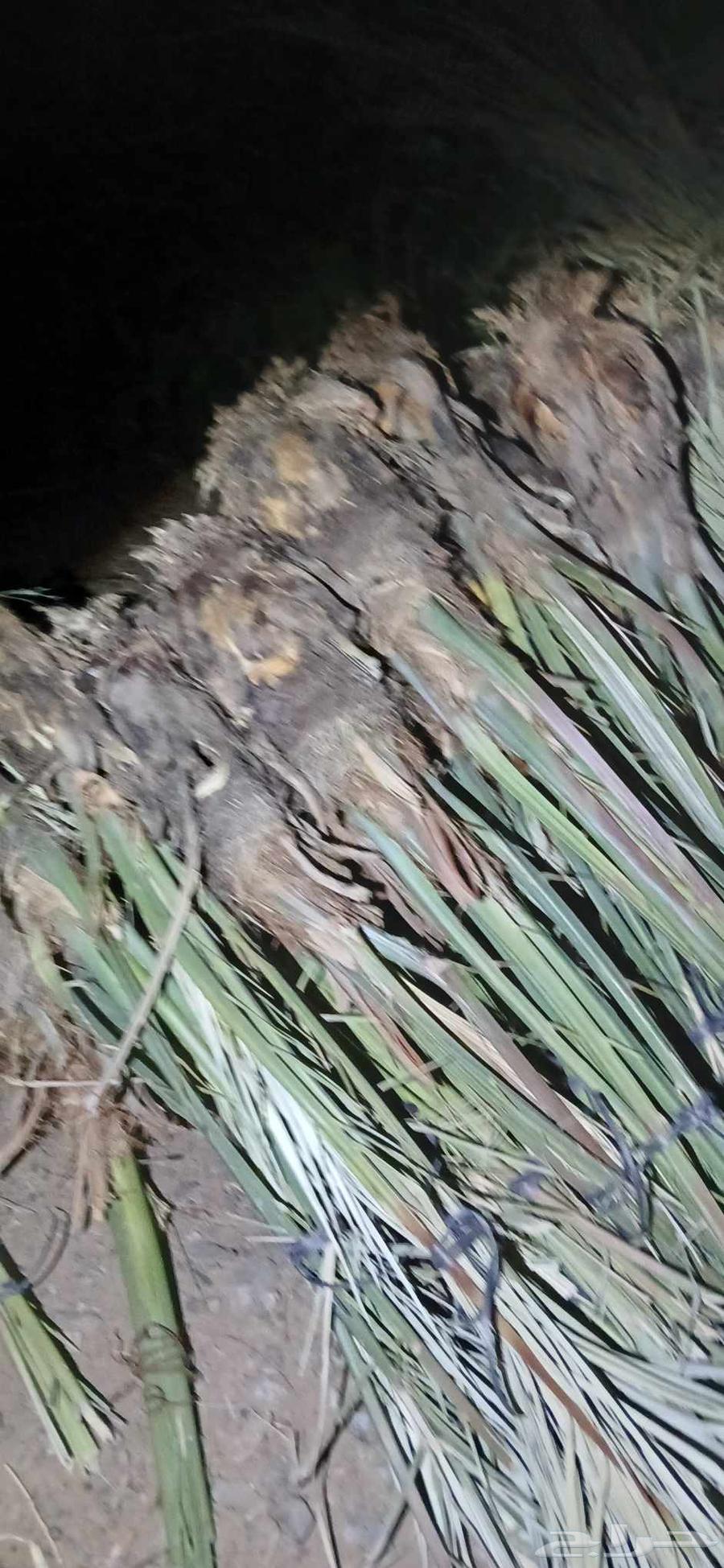 Ajwa dates for sale, quantity 12064541622959363111