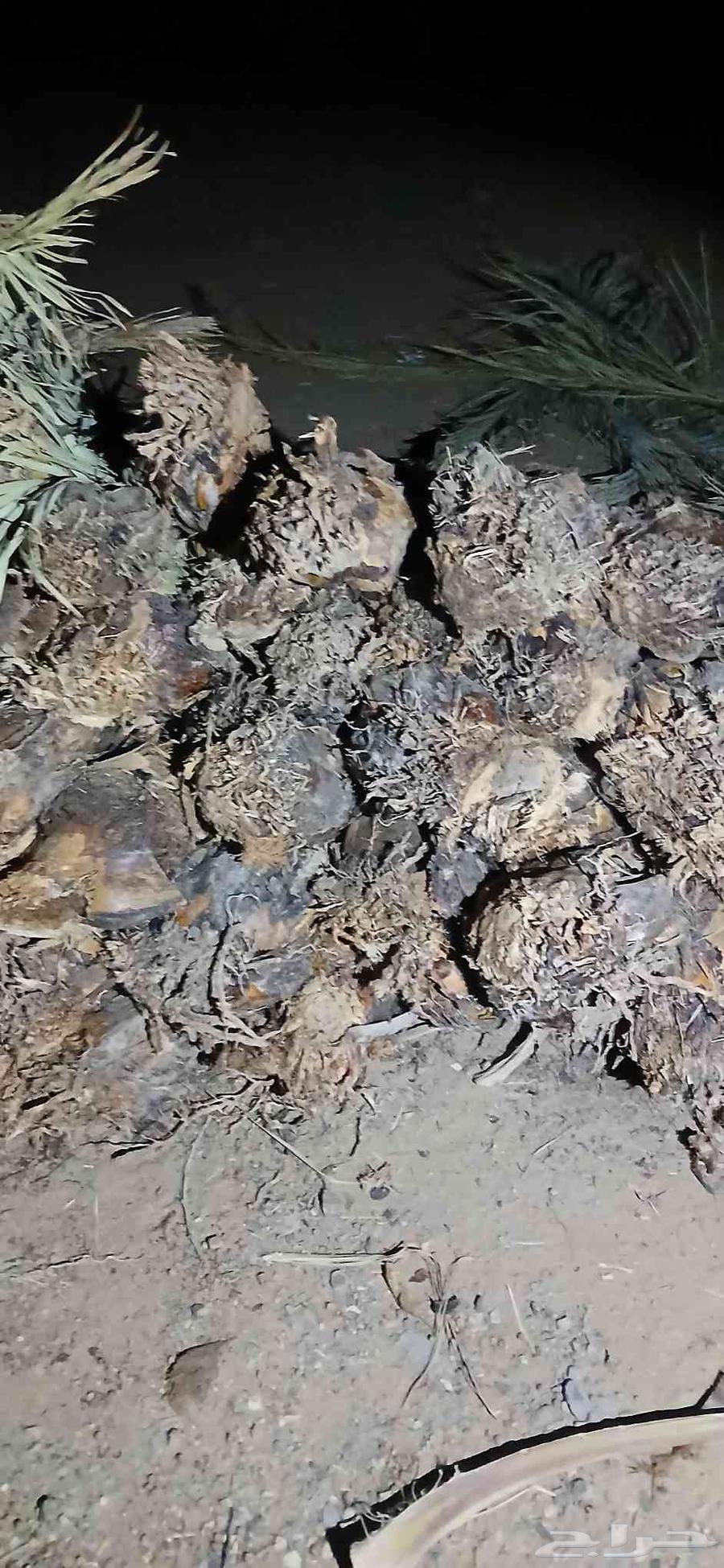 Ajwa dates for sale, quantity 12064541622959363114