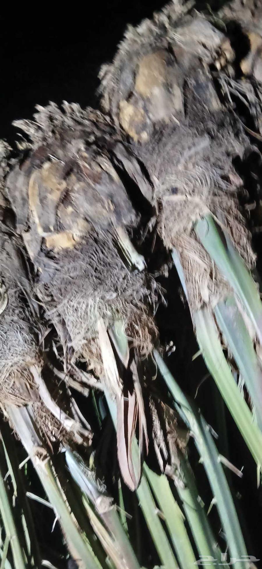 Ajwa dates for sale, quantity 12064541622959363113