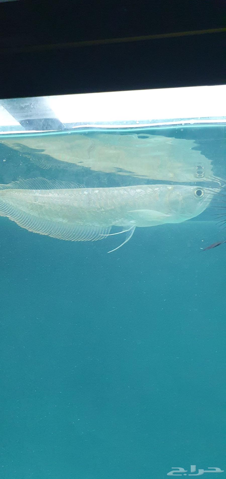 سمك اروانا للبيع64543167728641110