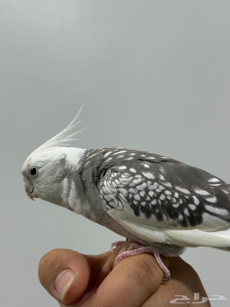 كروان اليف للبيع بدون الملحقات64539740116483110