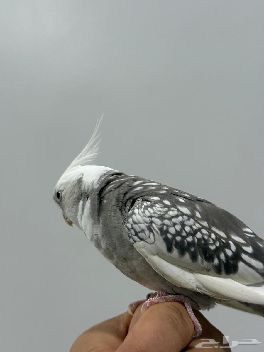 كروان اليف للبيع بدون الملحقات64539740116483112