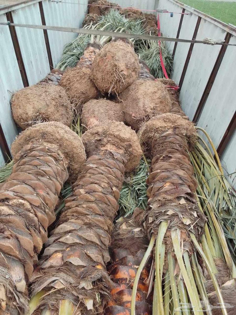 نخل للبيع64542828461057112