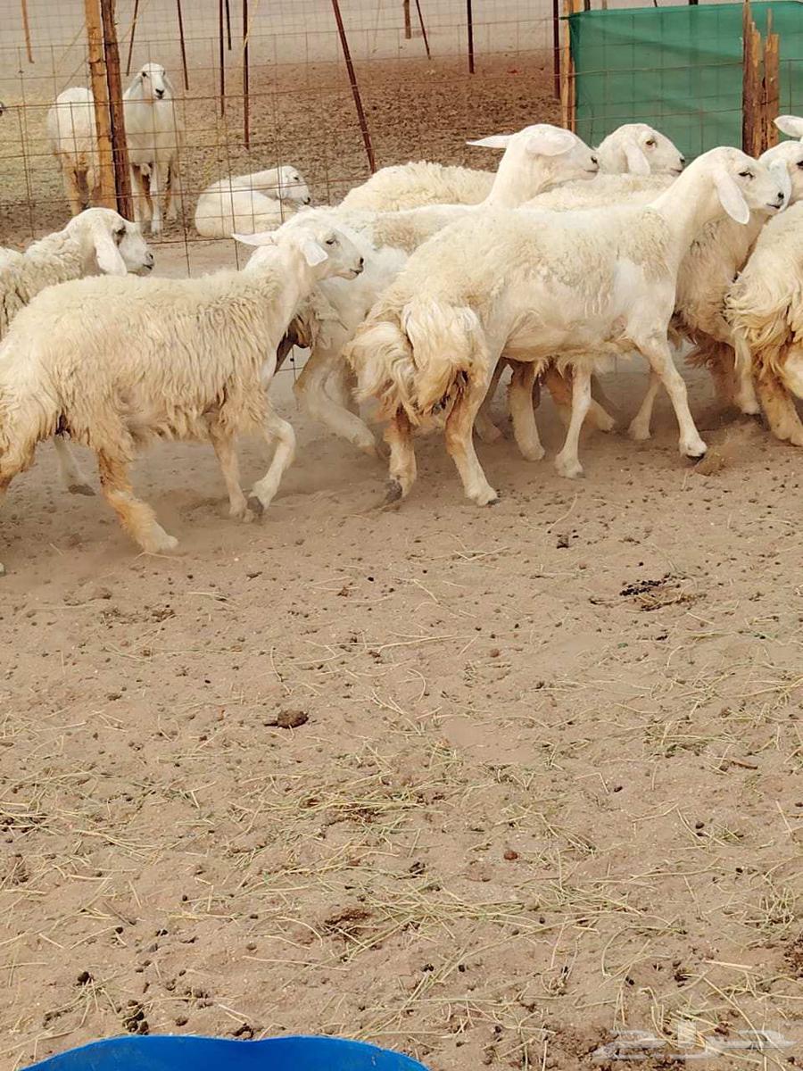 رخال حريات حرش رقم 1مقاني صنف مراح وحده64542785924483111