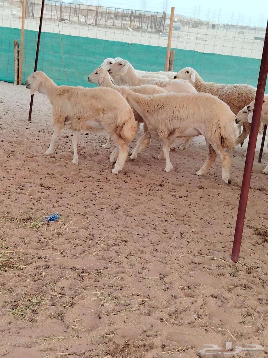 رخال حريات حرش رقم 1مقاني صنف مراح وحده64542785924483112