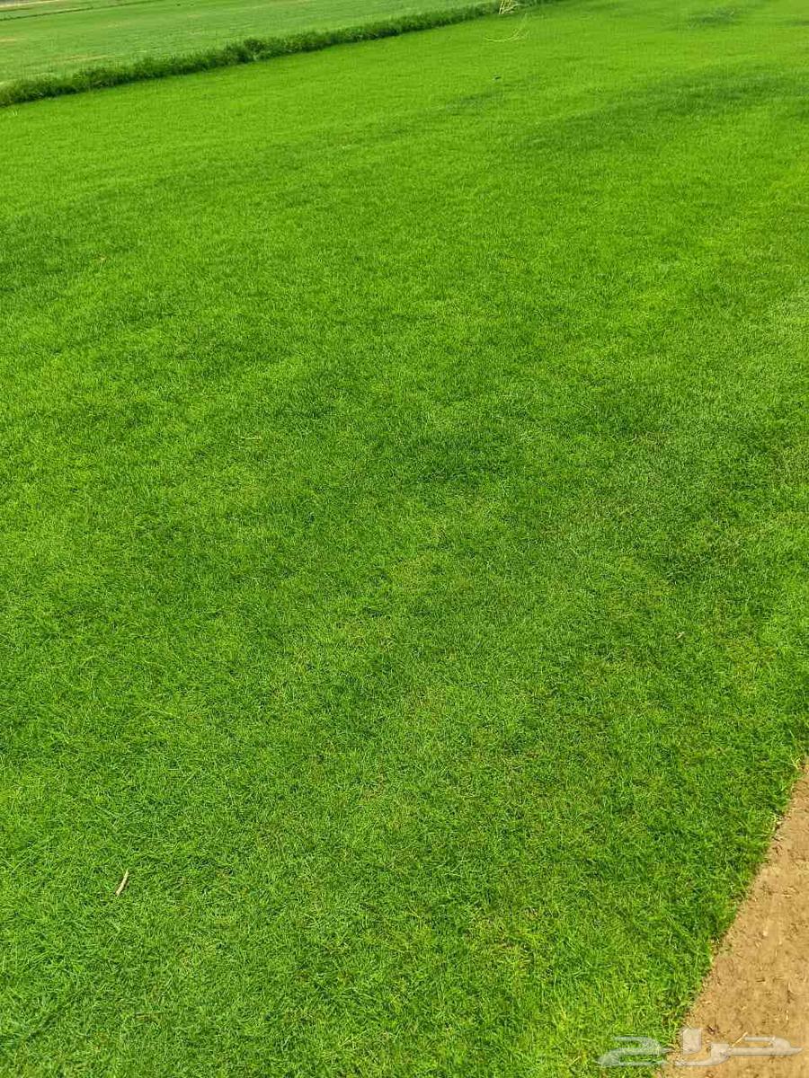 ثيل سئ 2000صافي وطبيعي الموقع الخرج64541007168898113