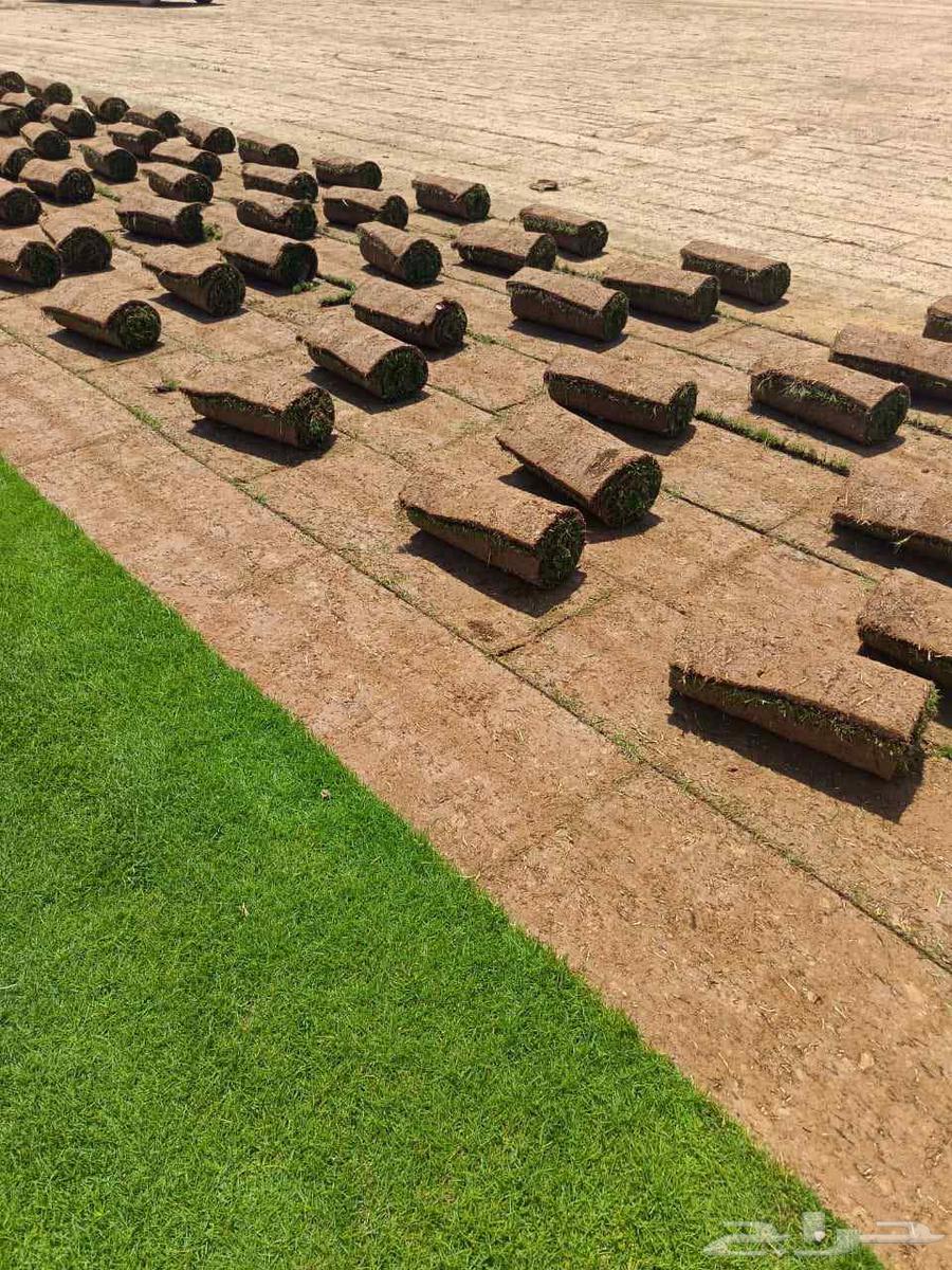 ثيل سئ 2000صافي وطبيعي الموقع الخرج64541007168898114