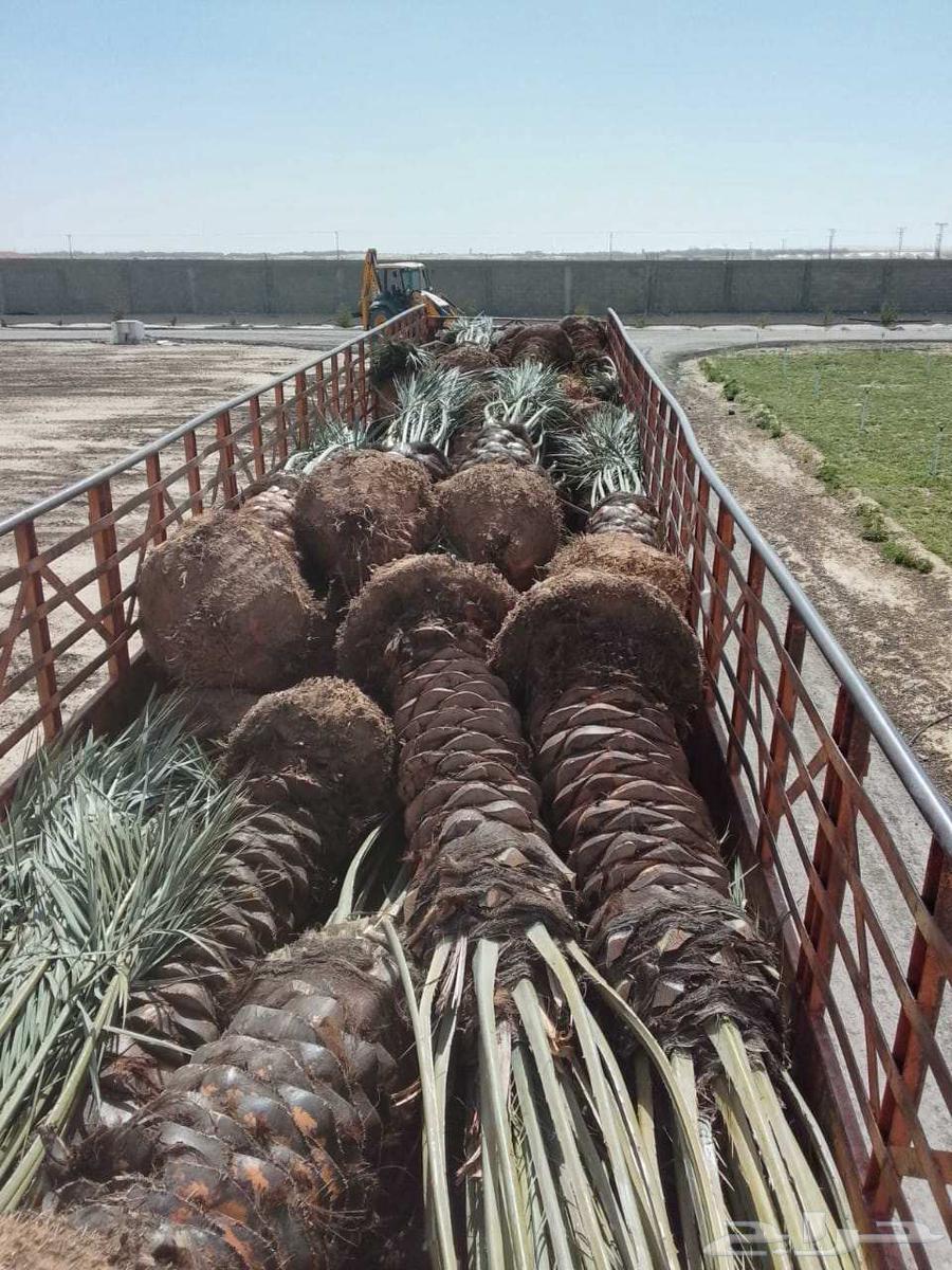 نخل للبيع64542828461057111