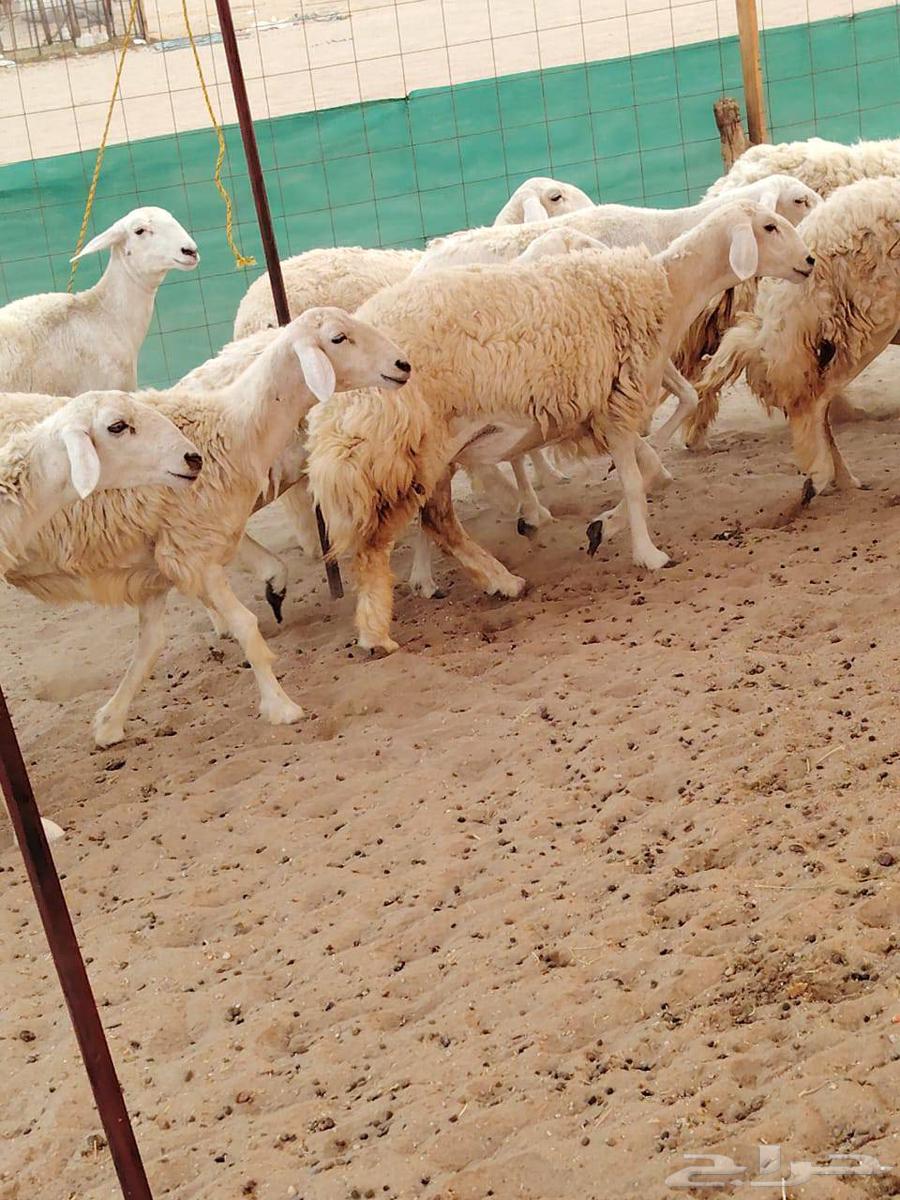 رخال حريات حرش رقم 1مقاني صنف مراح وحده64542785924483110