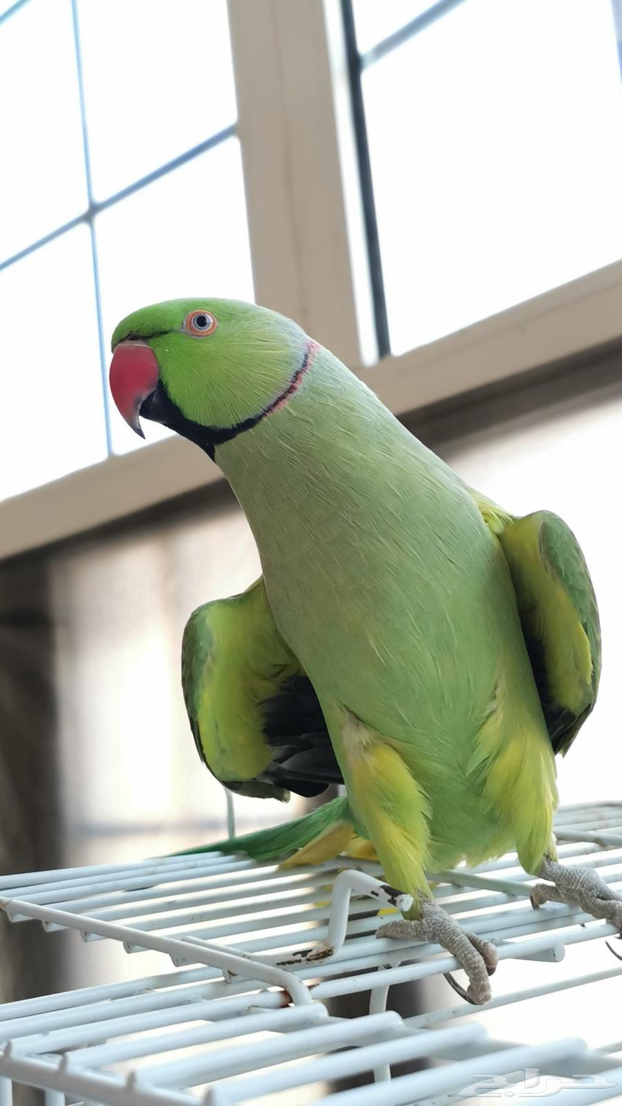 دره هندي متكلم وهدد داخلي64409616232579110