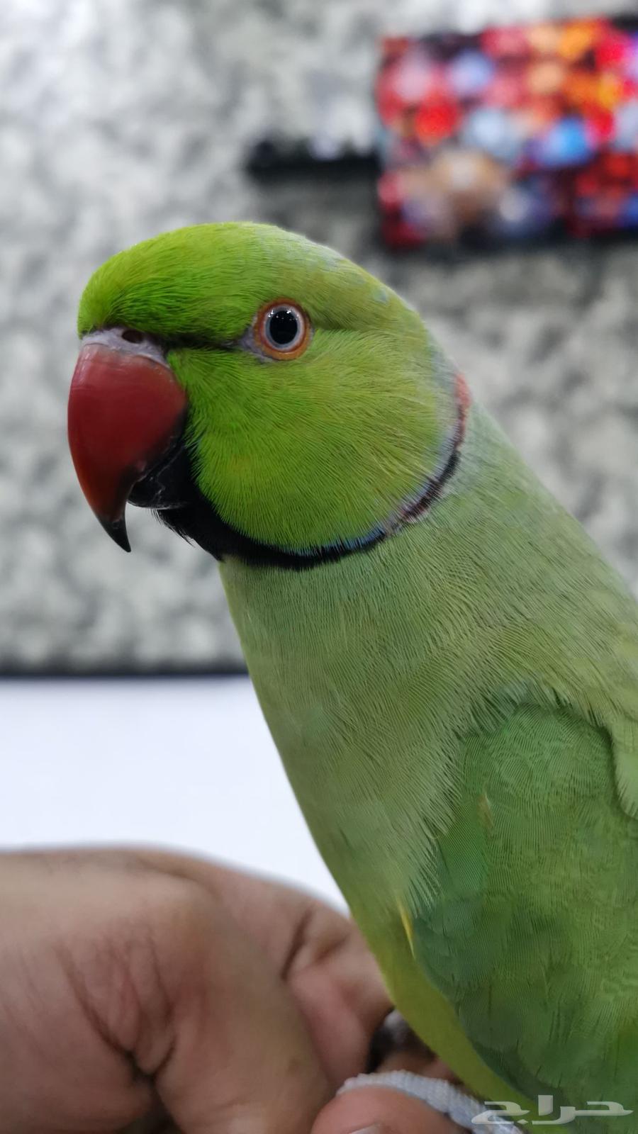 دره هندي متكلم وهدد داخلي64409616232579111