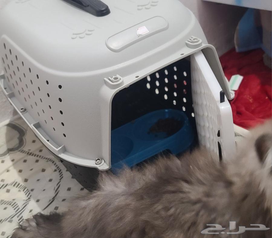 Cat64405985388289112