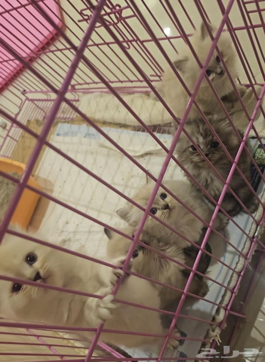 قطط كتن هملايا عرض خاص64406917872513113