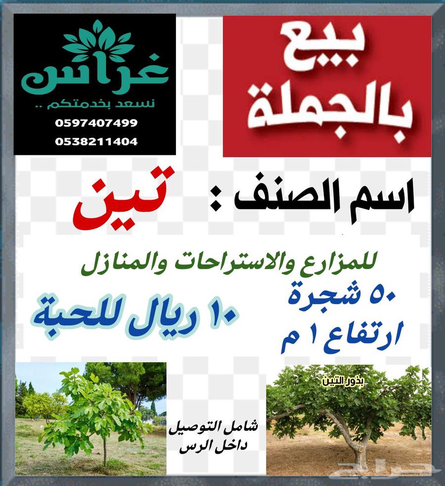 أشجار بالجملة64410130084226112