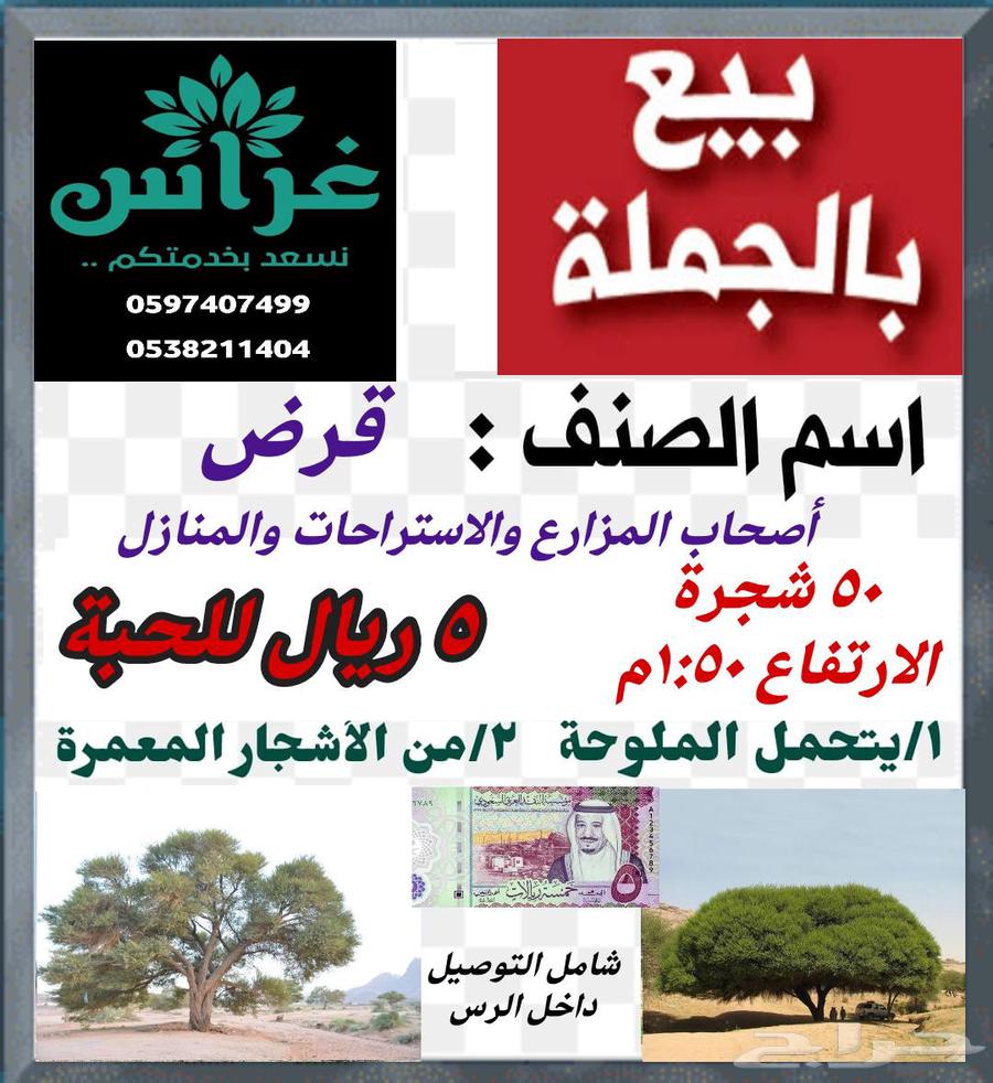 أشجار بالجملة64410130084226111