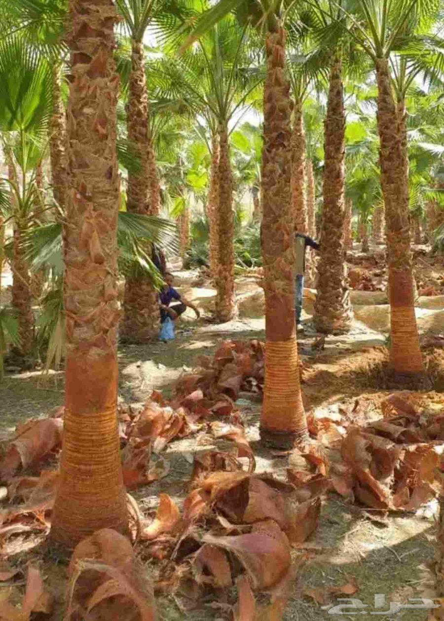 Washingtonian and Arabic palm trees in all sizes, delivery to all areas of the Kingdom64406917832065110