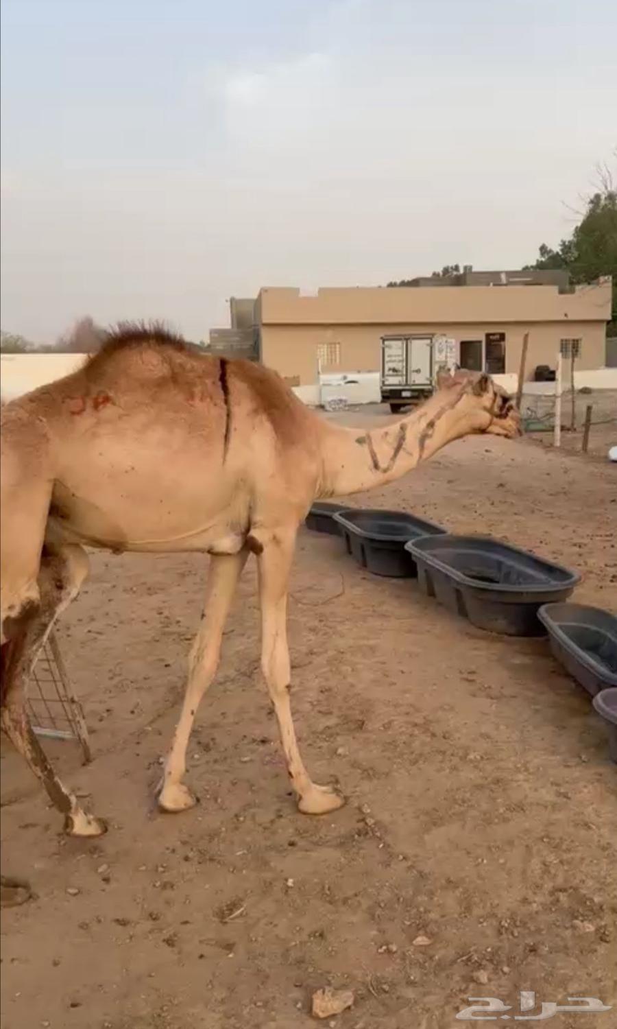 قعود قعدان صومالية البيع تفريد وجملة64410840323842111