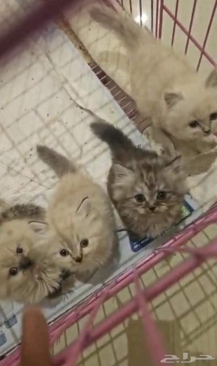 قطط كتن هملايا عرض خاص64406917872513111