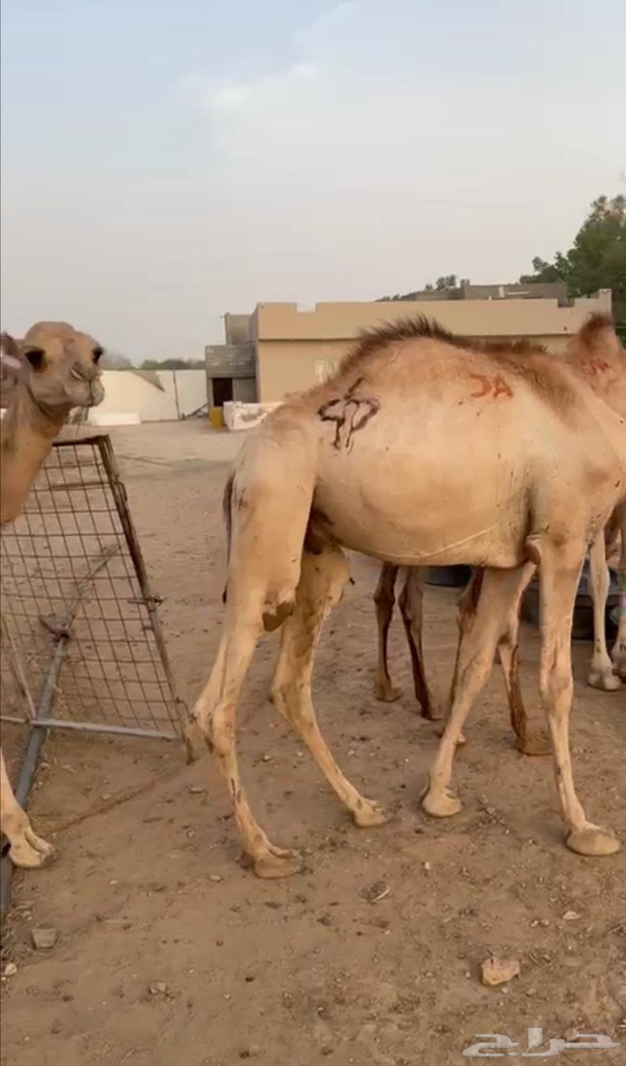 قعود قعدان صومالية البيع تفريد وجملة64410840323842110