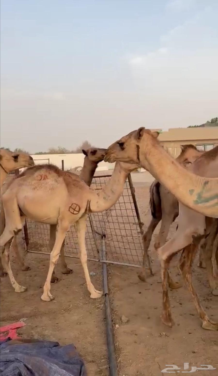 قعود قعدان صومالية البيع تفريد وجملة64410840323842114