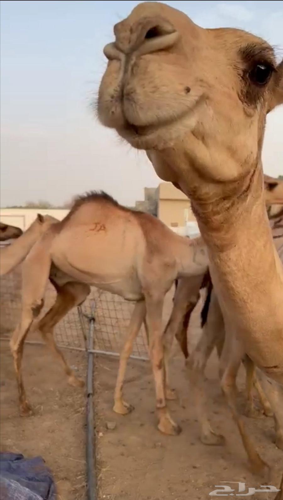 قعود قعدان صومالية البيع تفريد وجملة64410840323842112