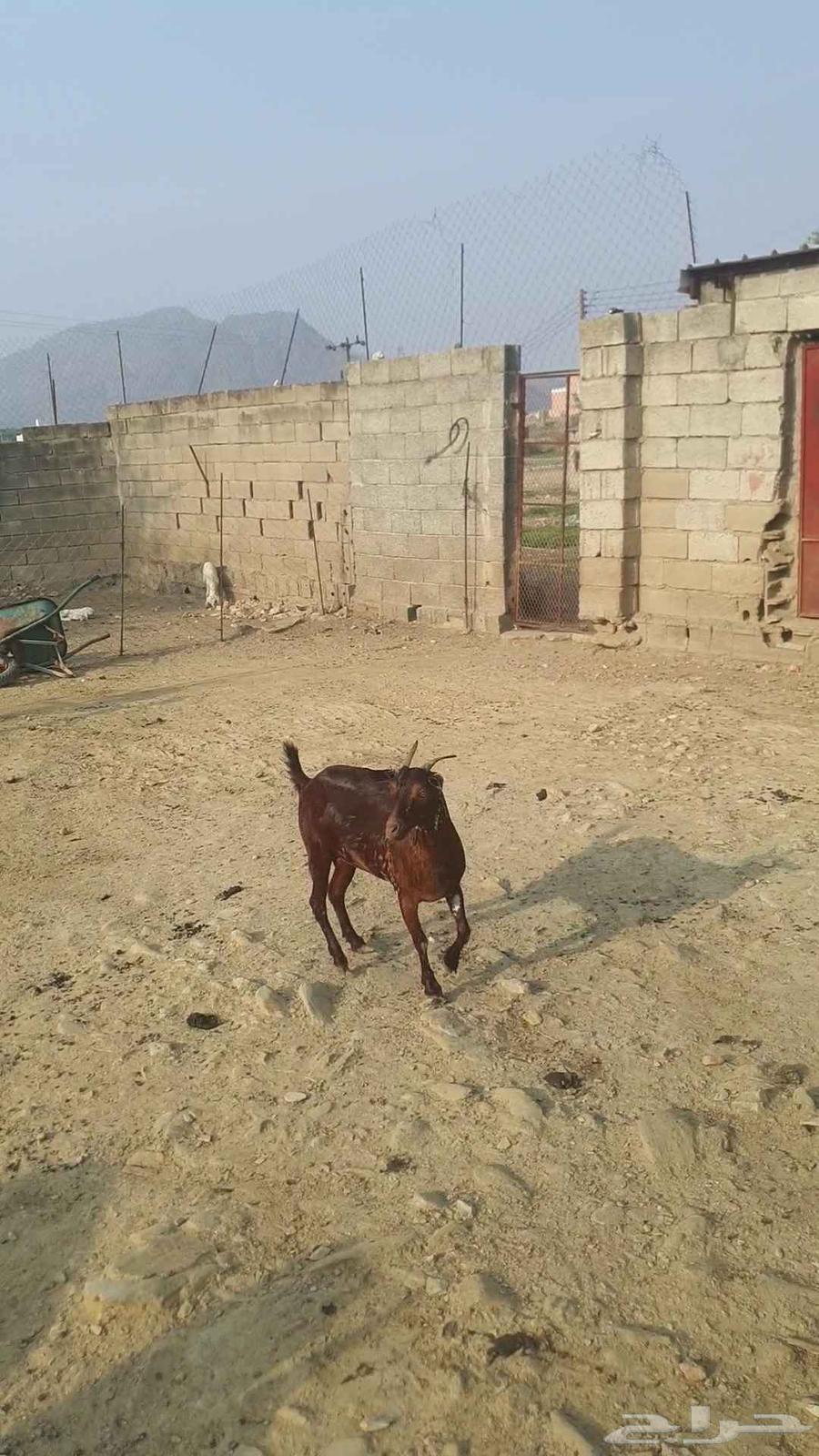 Jafrah64407572764547110