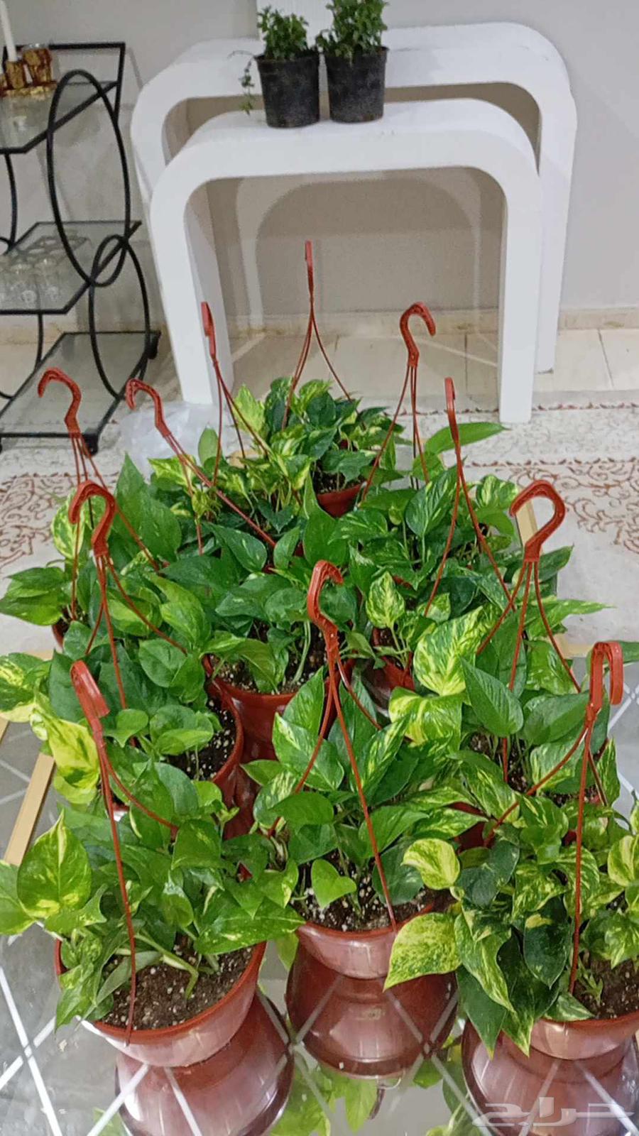 ارخص سعر في المنطقه الشرقيه لساق البامبوا64560220733698114