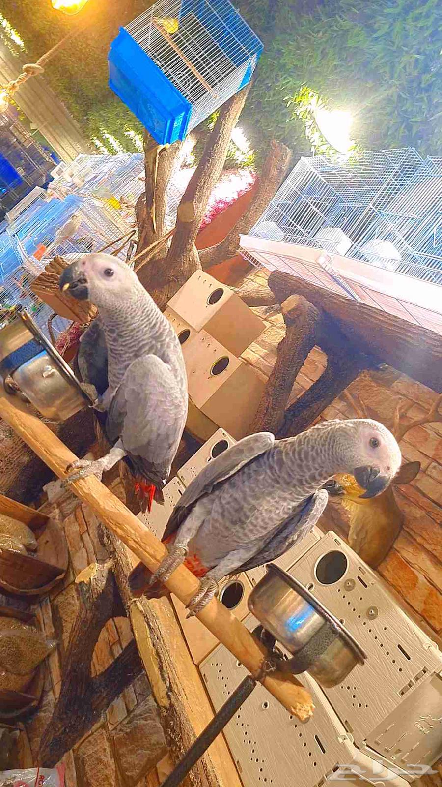 فروخ كاسكو كونغو64411338302851113