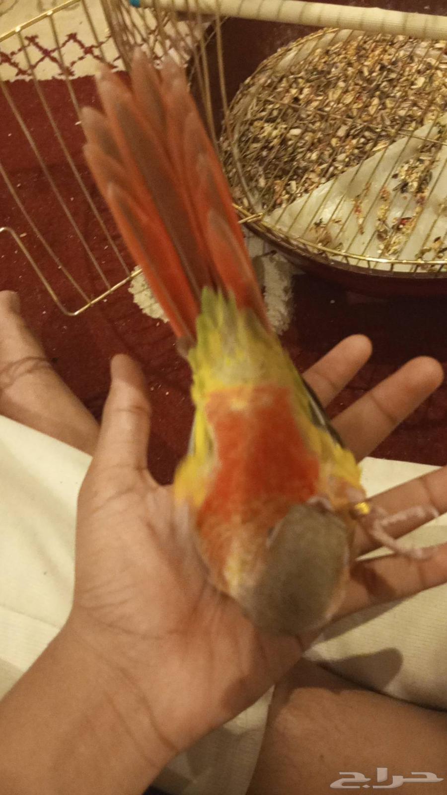 Junior Squab Double Red Face Pigeon, Tame, With External Threat ((Sold))64411162543490113