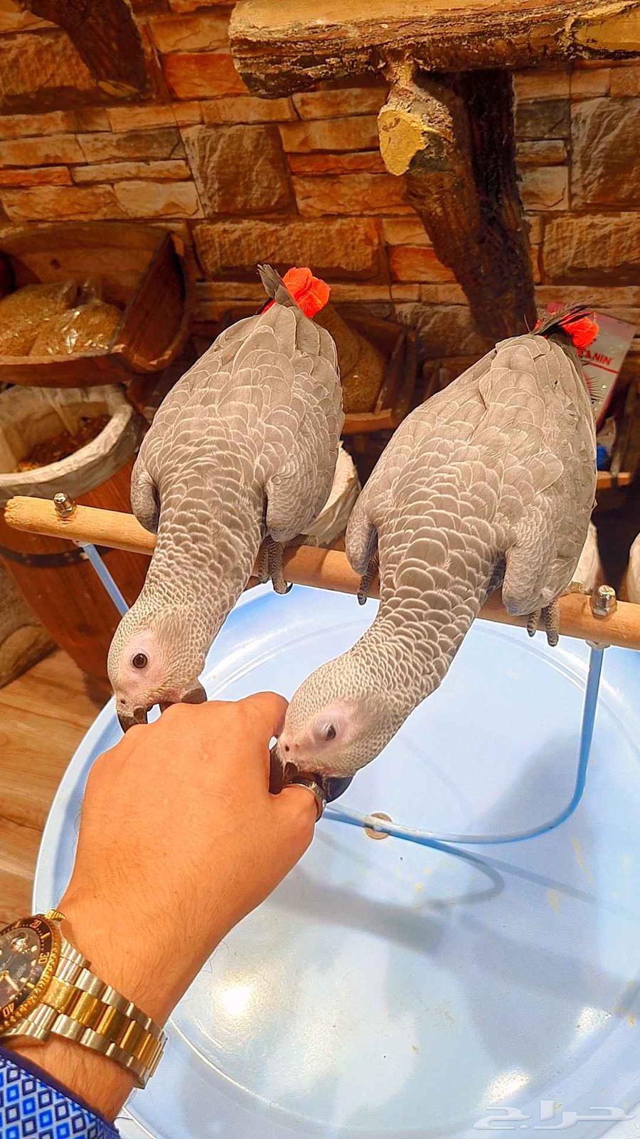 فروخ كاسكو كونغو64411338302851111