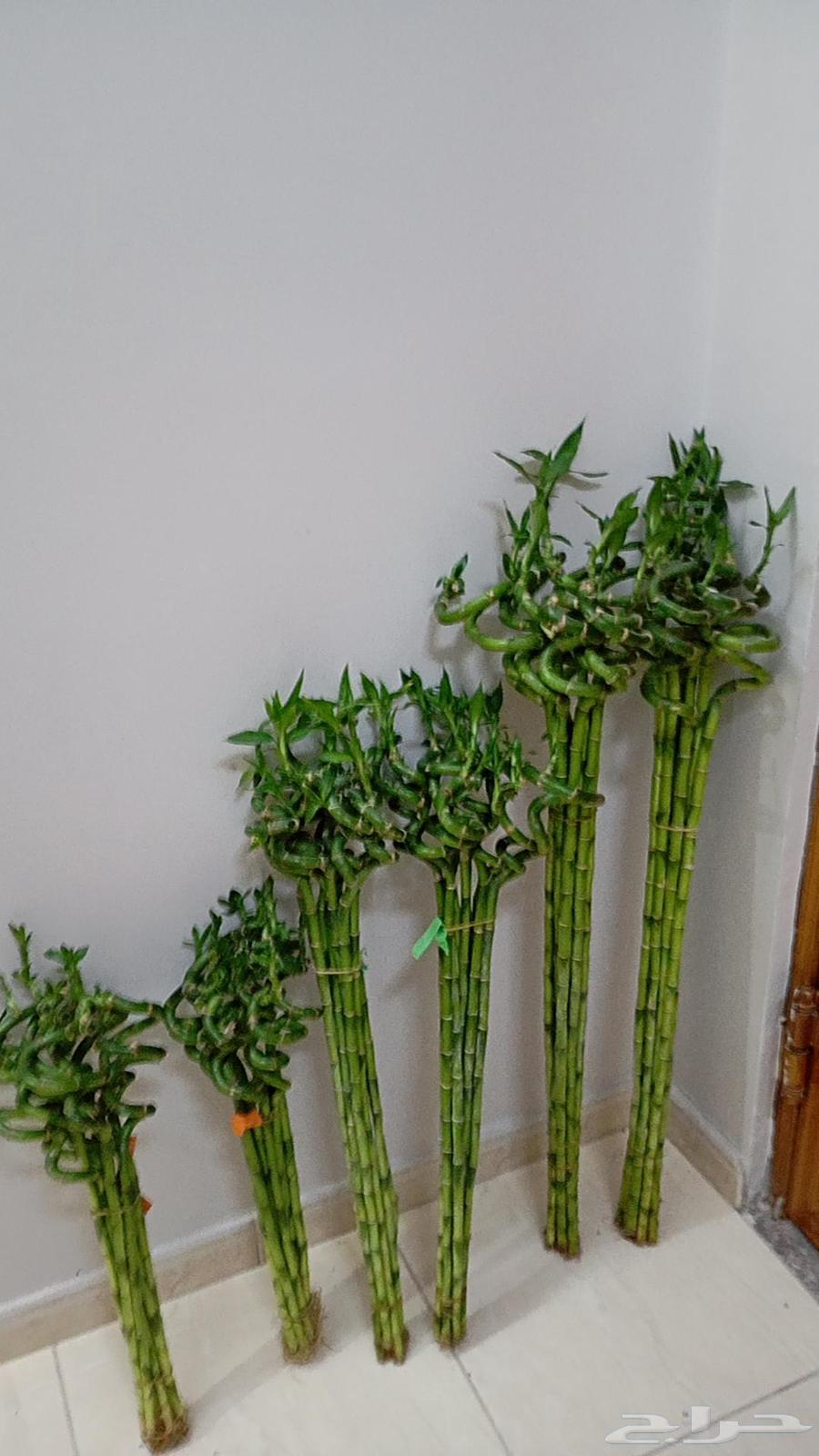 ارخص سعر في المنطقه الشرقيه لساق البامبوا64560220733698112