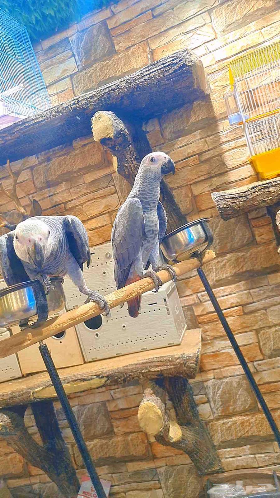 فروخ كاسكو كونغو64411338302851112