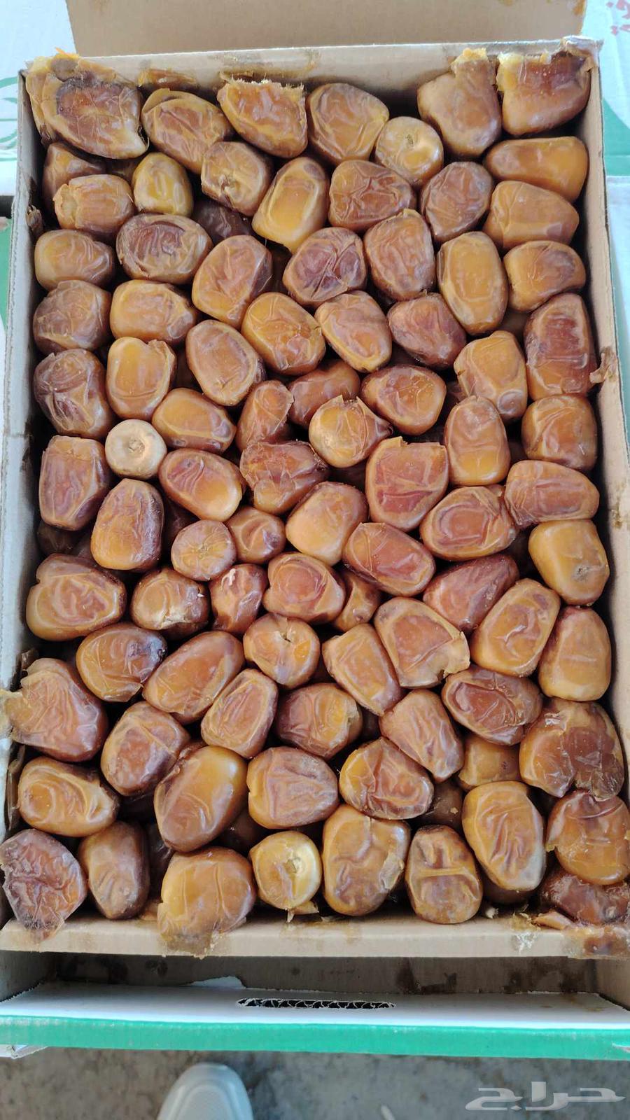 Fresh Sukkari Dates Number 164407684848513111