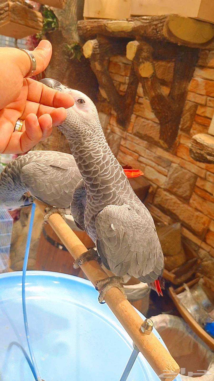 فروخ كاسكو كونغو64411338302851110