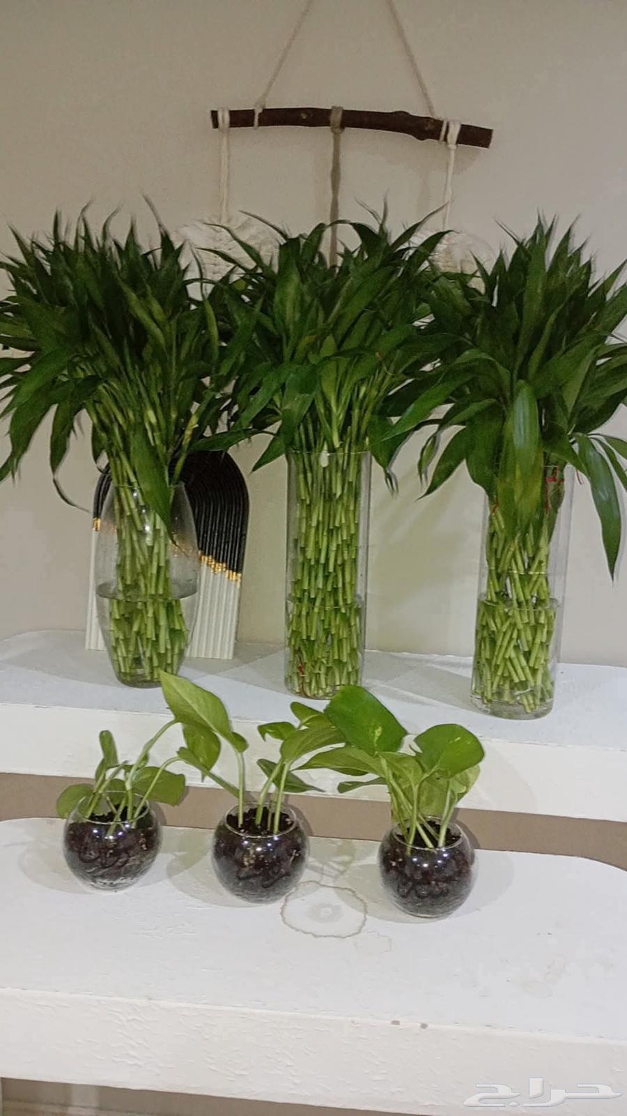 ارخص سعر في المنطقه الشرقيه لساق البامبوا64560220733698110