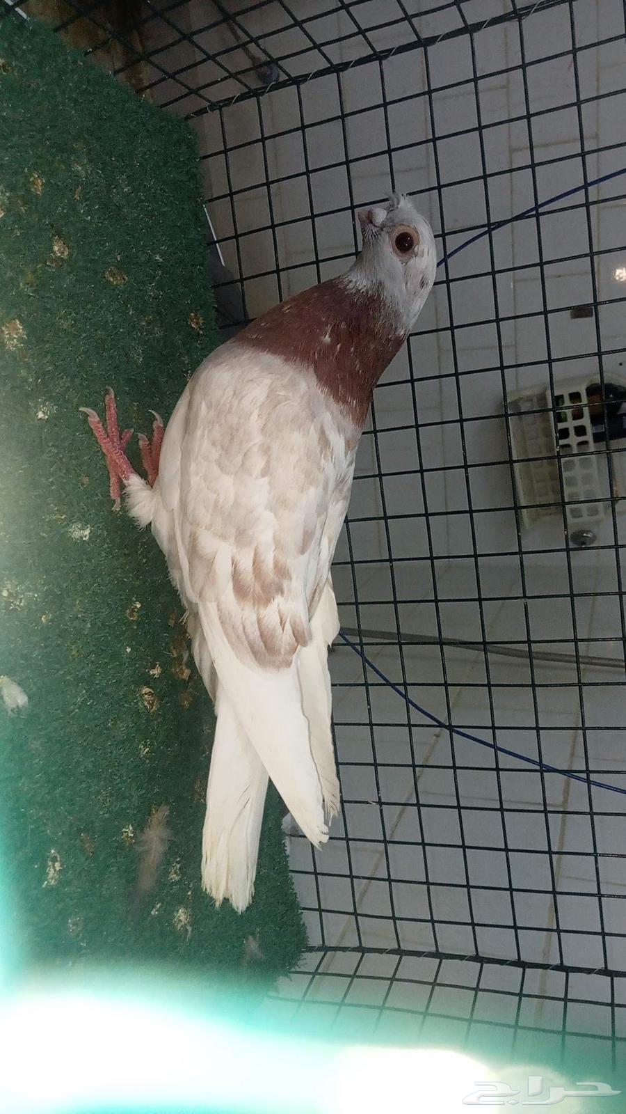 للبيع انثى شاينز ابو قرن صيني64411728446721113