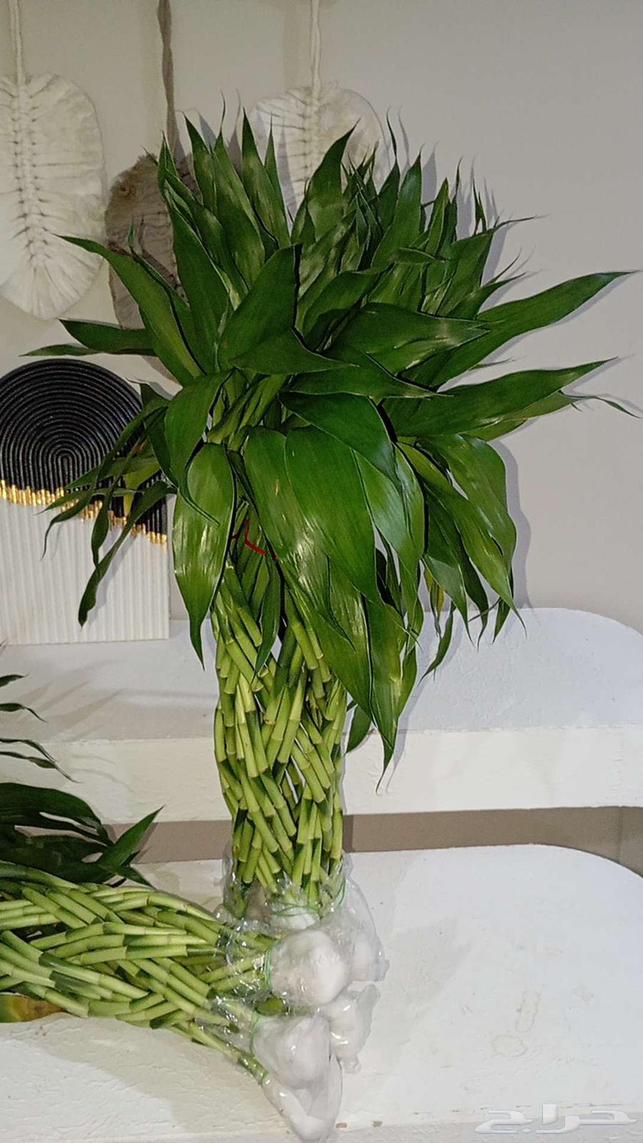 ارخص سعر في المنطقه الشرقيه لساق البامبوا64560220733698113