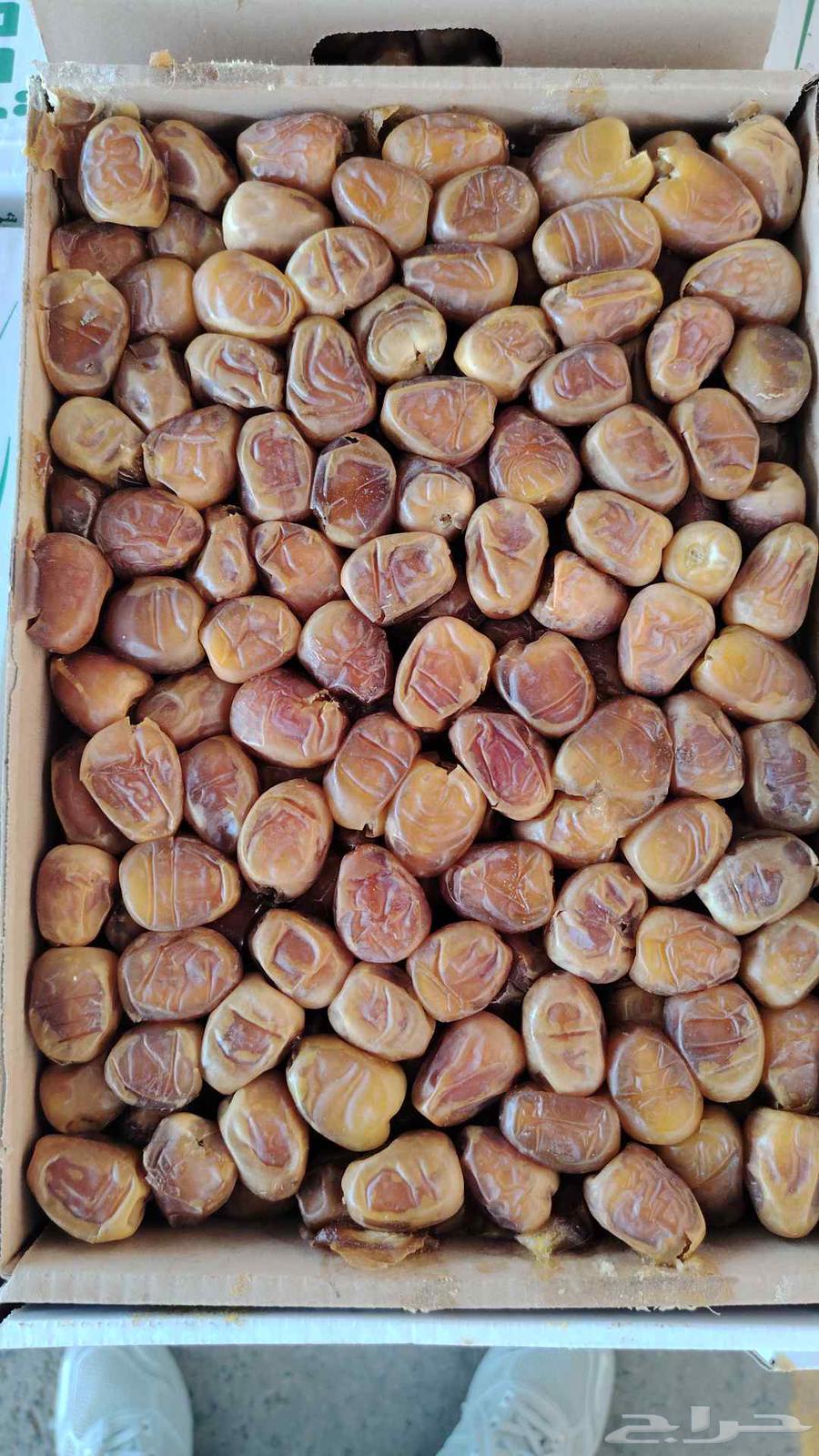 Fresh Sukkari Dates Number 164407684848513112