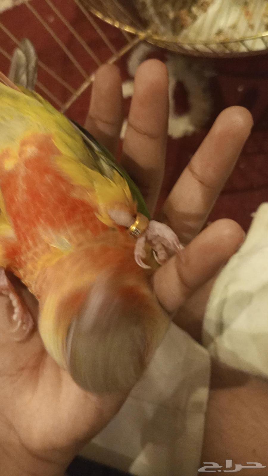 Junior Squab Double Red Face Pigeon, Tame, With External Threat ((Sold))64411162543490114