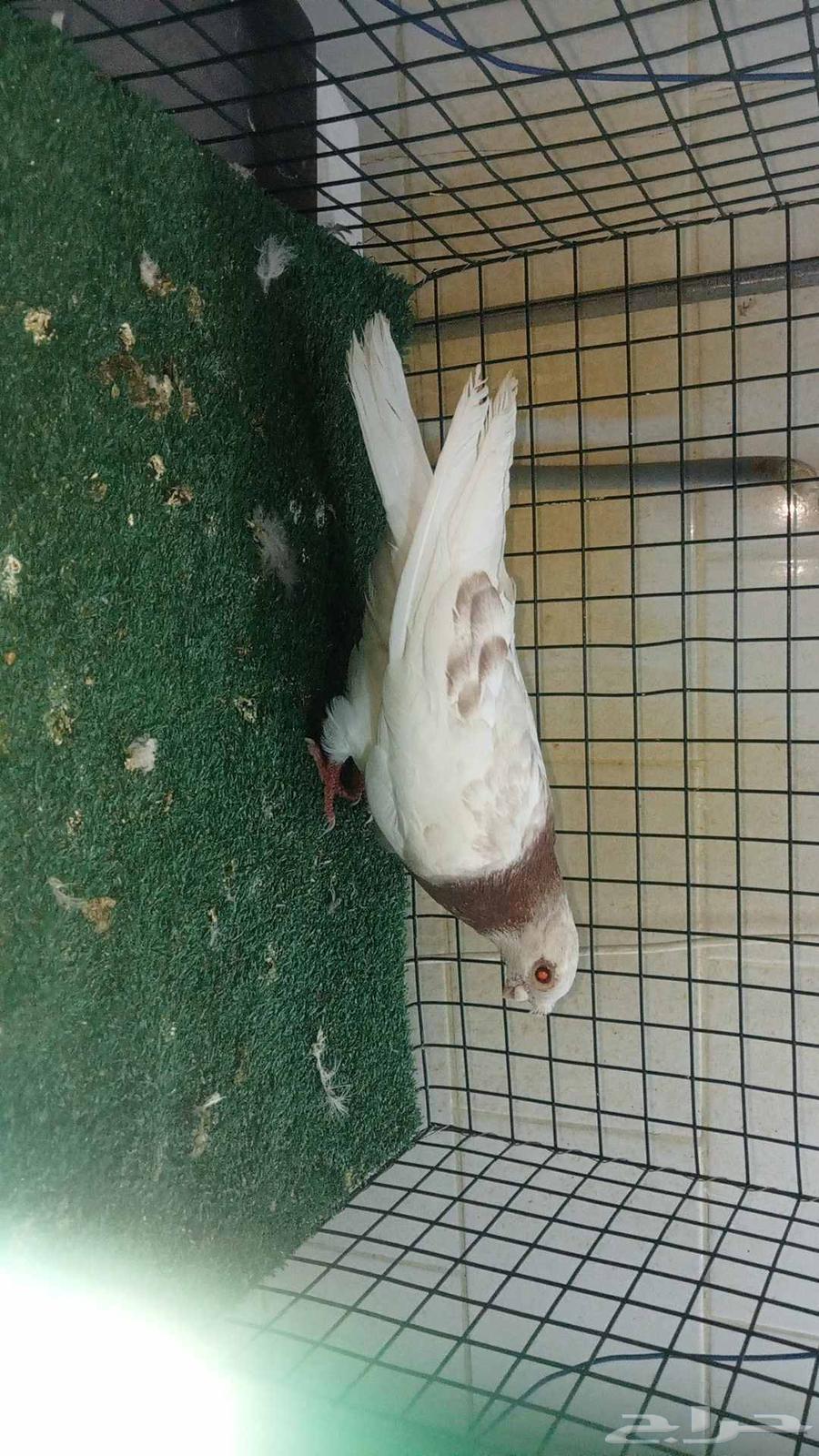 للبيع انثى شاينز ابو قرن صيني64411728446721114