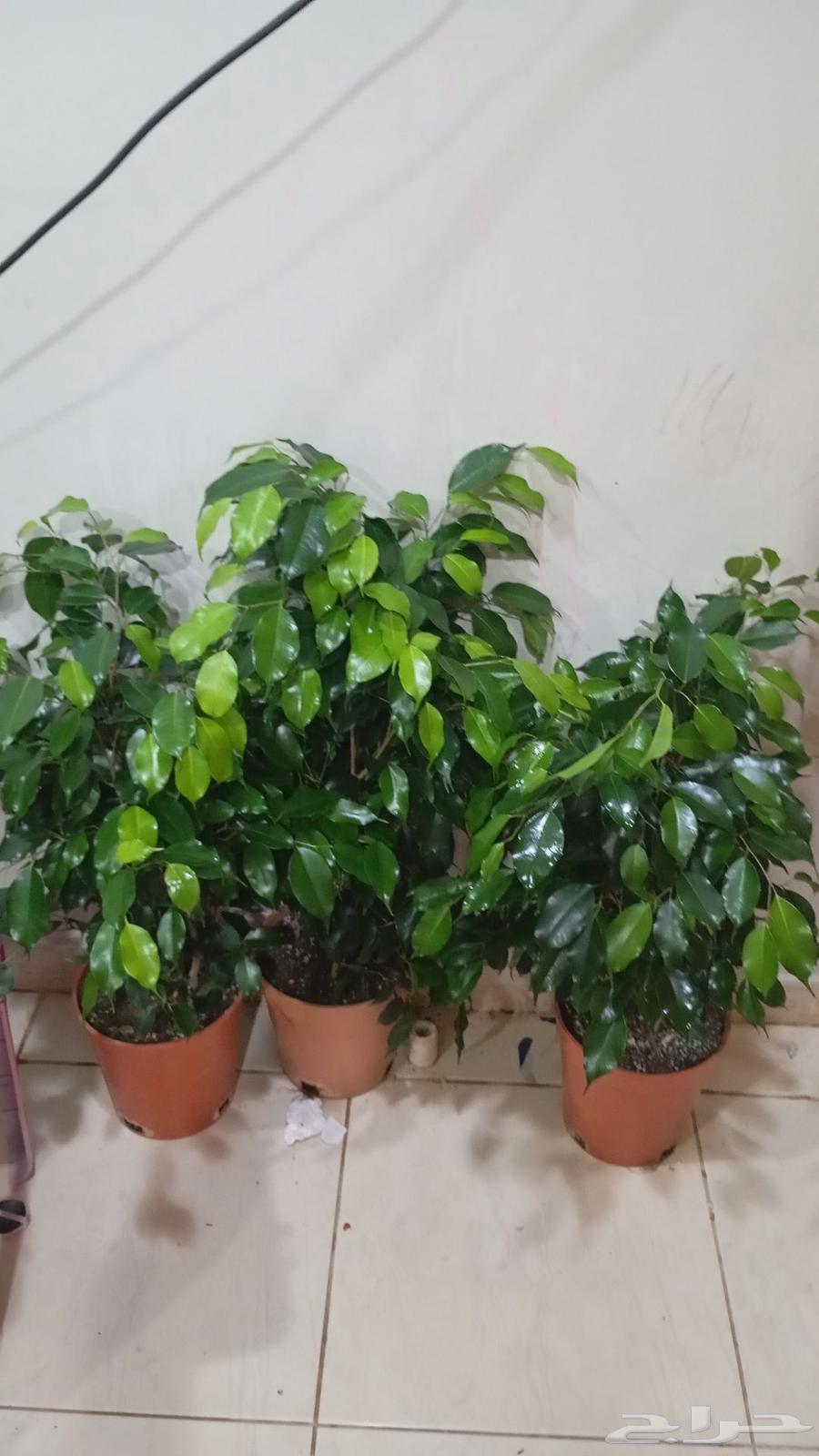 ارخص سعر في المنطقه الشرقيه لساق البامبوا64560220733698111