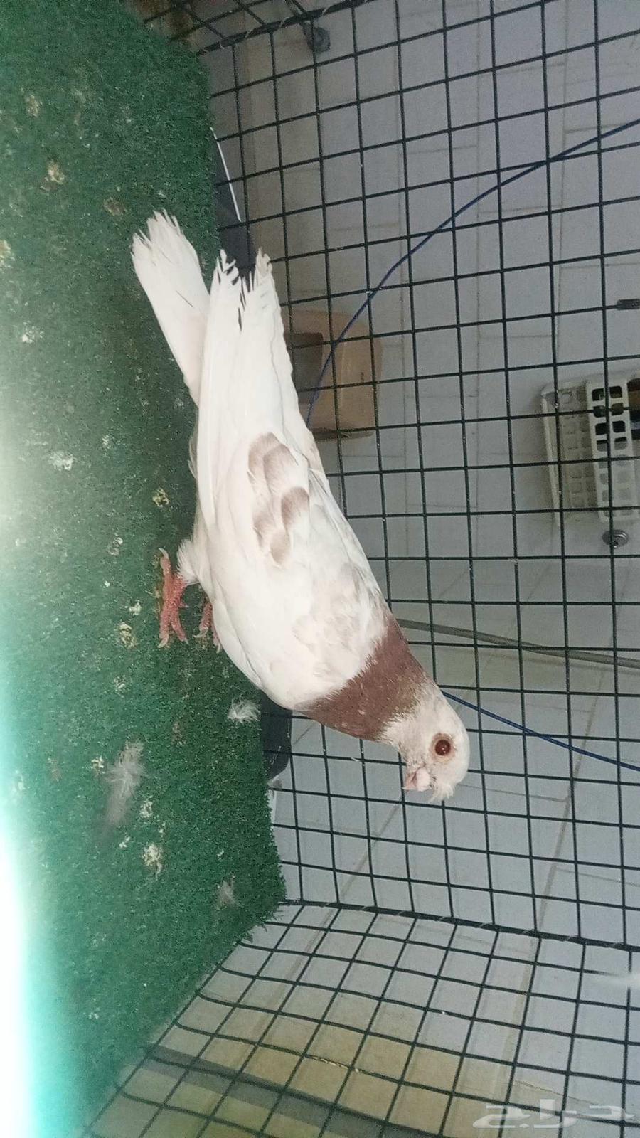 للبيع انثى شاينز ابو قرن صيني64411728446721112