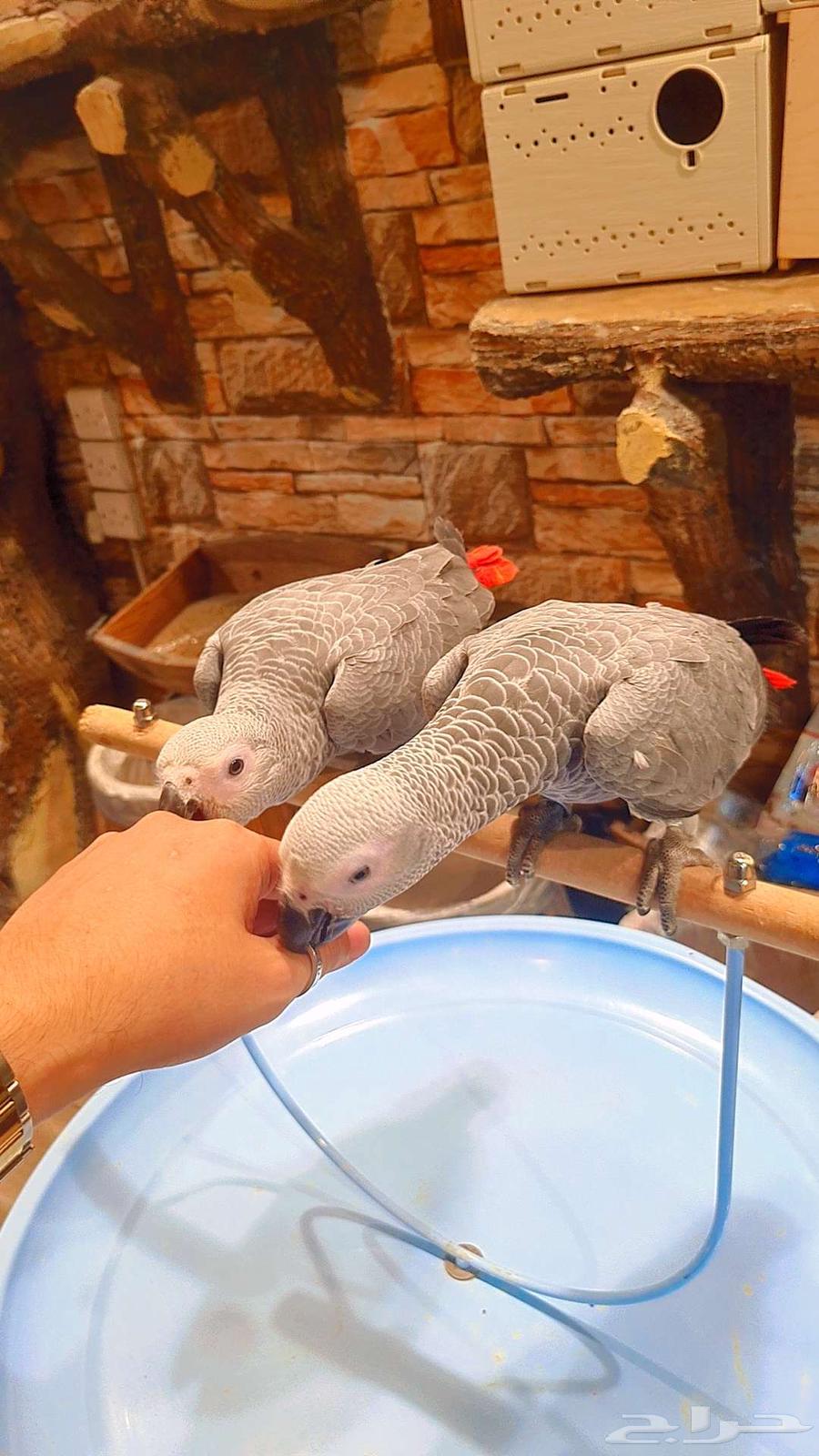 فروخ كاسكو كونغو64411338302851114