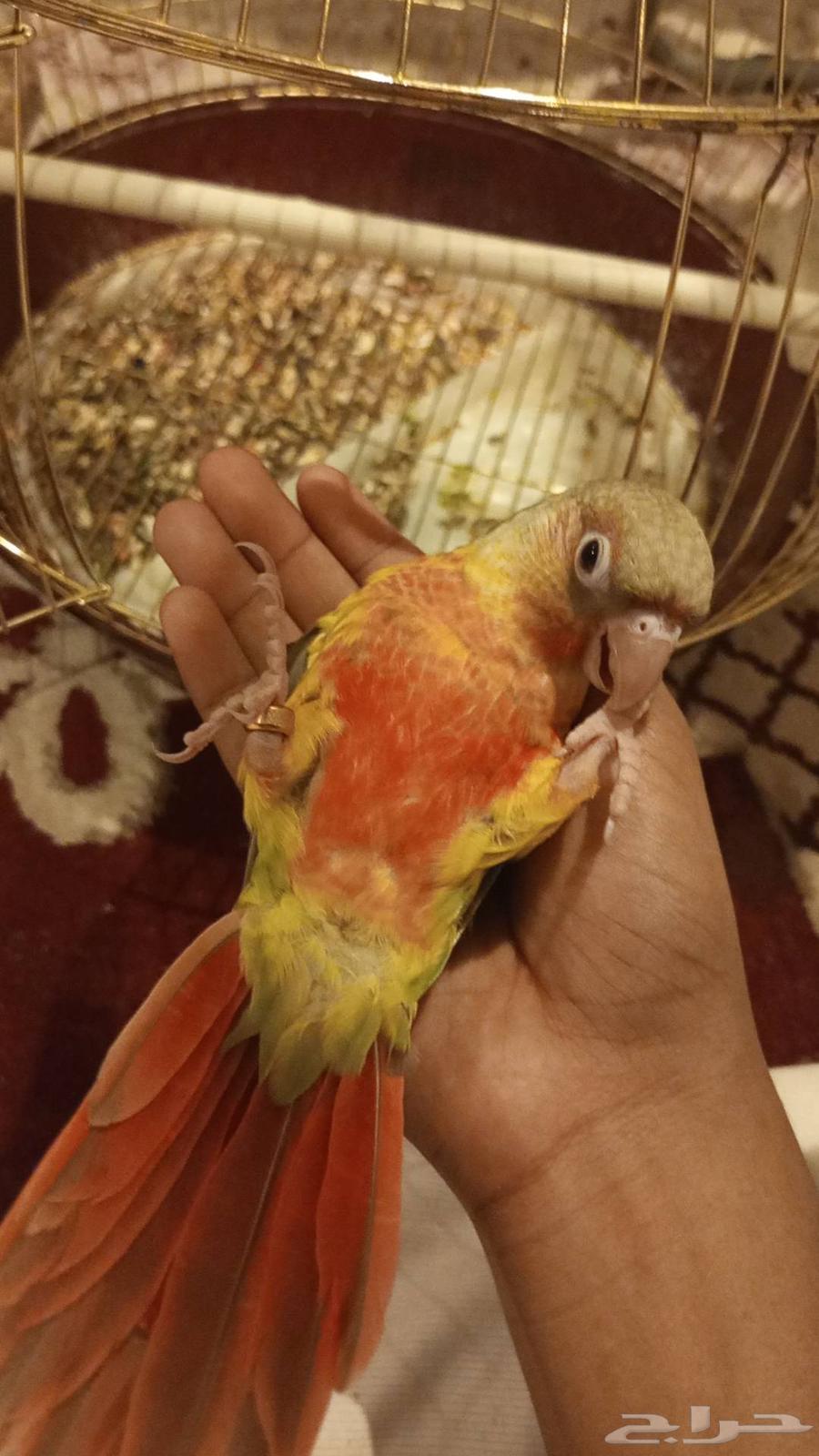 Junior Squab Double Red Face Pigeon, Tame, With External Threat ((Sold))64411162543490110