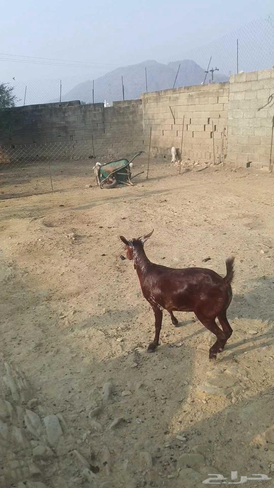 Jafrah64407572764547111