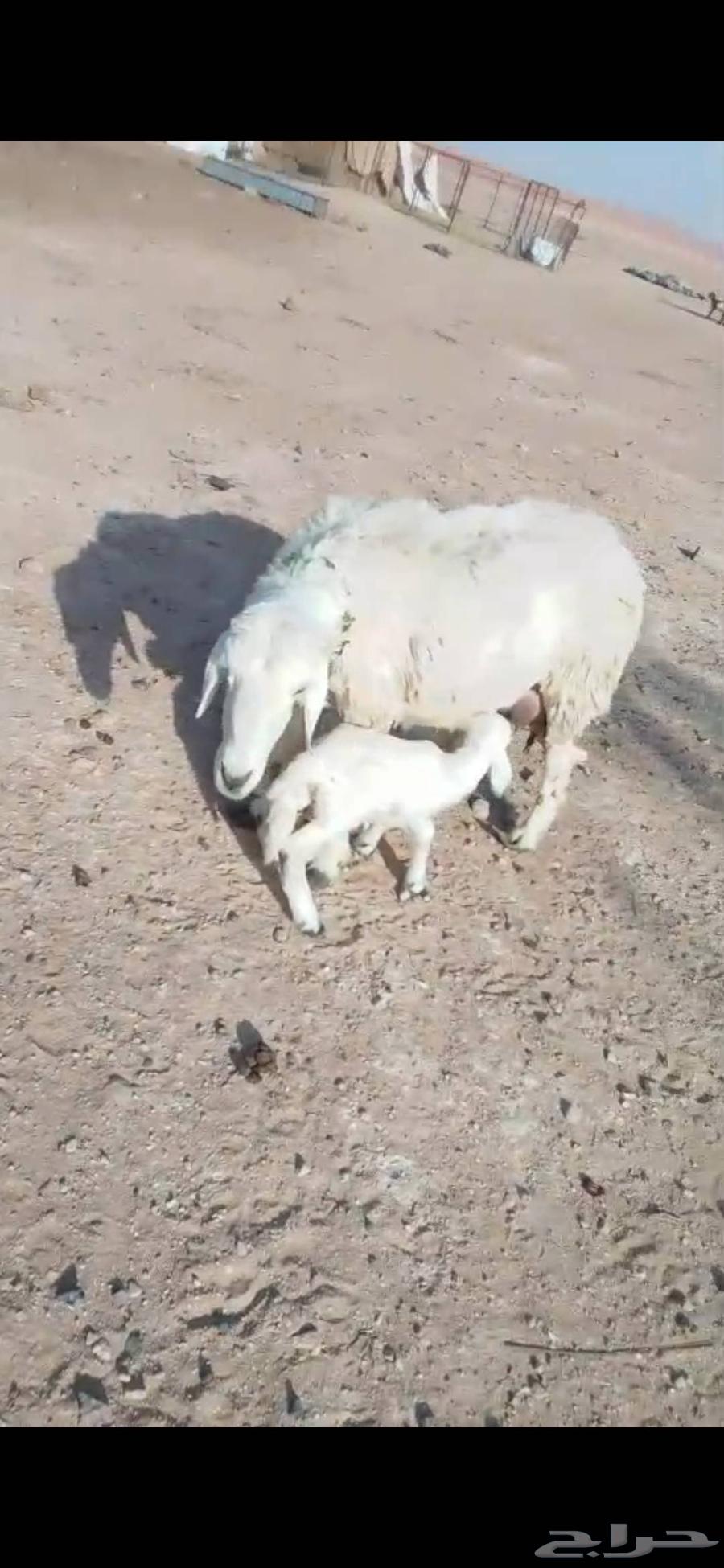 شياه ولد تامات64409394419586110