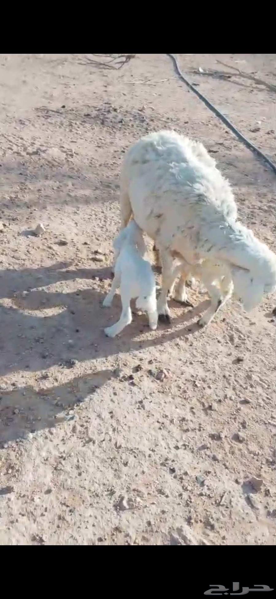 شياه ولد تامات64409394419586111