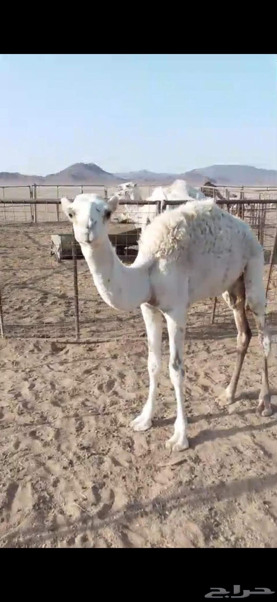 قعدان للبيع64411054565763110