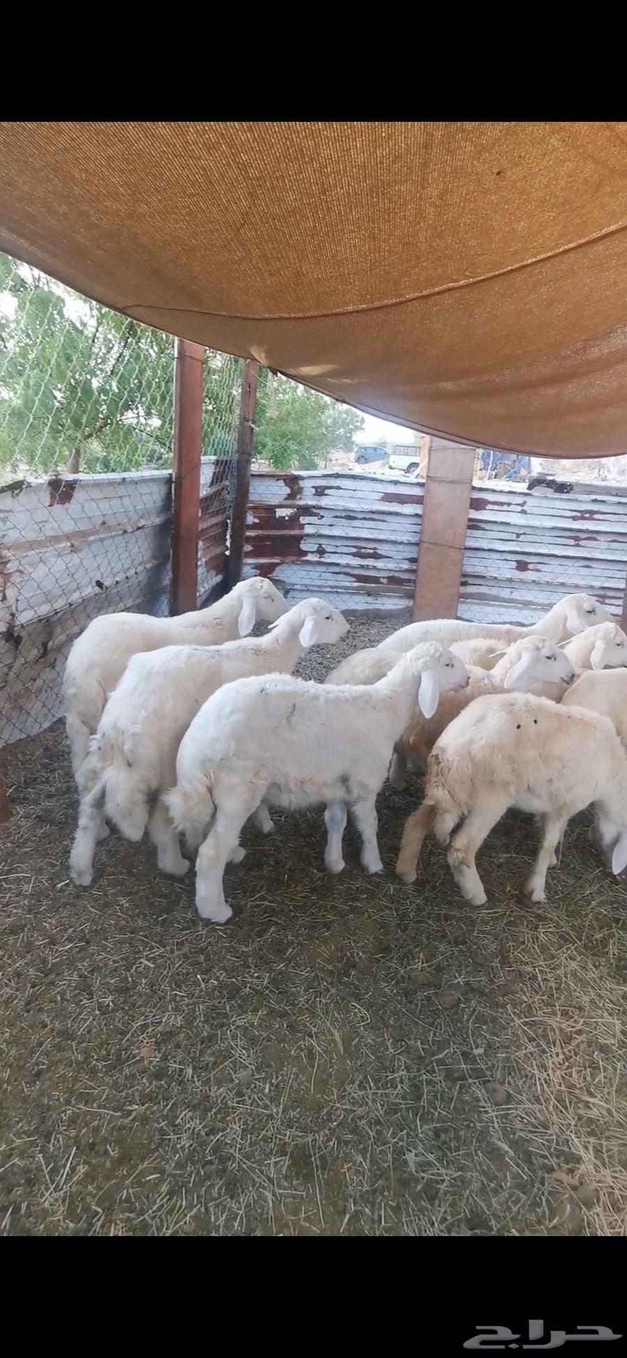 بهم للبيع (تم البيع)64410767805697110